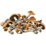 amazon strain mushroom