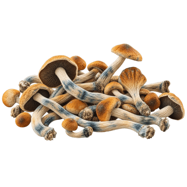 amazon strain mushroom