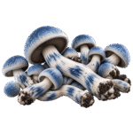 blue pulaski mushroom