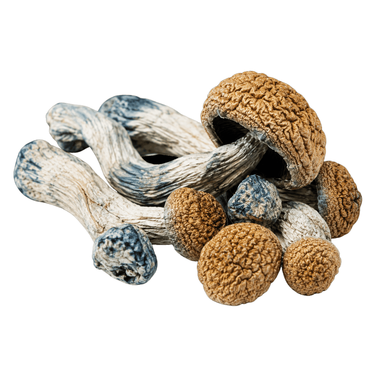 Blue Pulaski mushroom with thick stems and brown caps