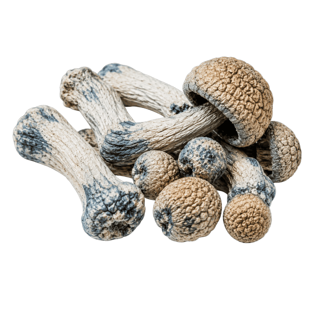 bluey vuitton mushroom