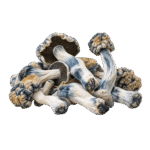 bluey vuitton mushroom