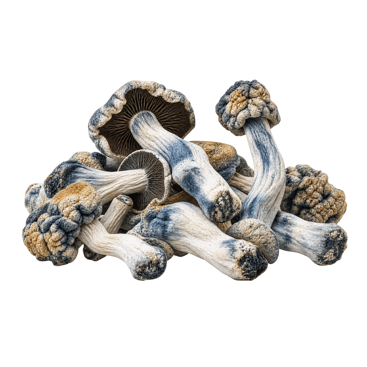 Close-up of traditionally dried Bluey Vuitton mushrooms
