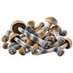 code blue mushrooms