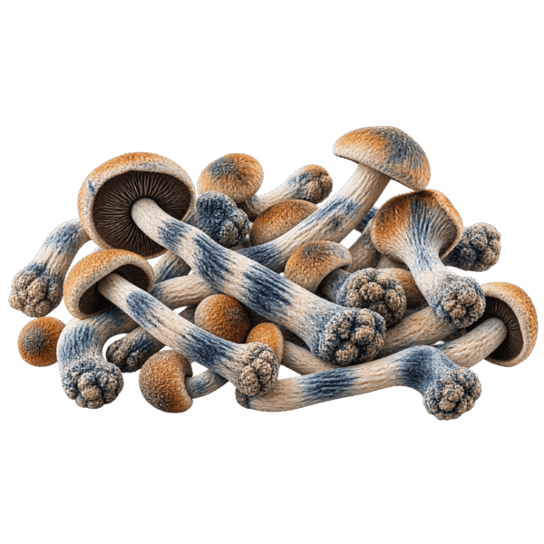 code blue mushrooms