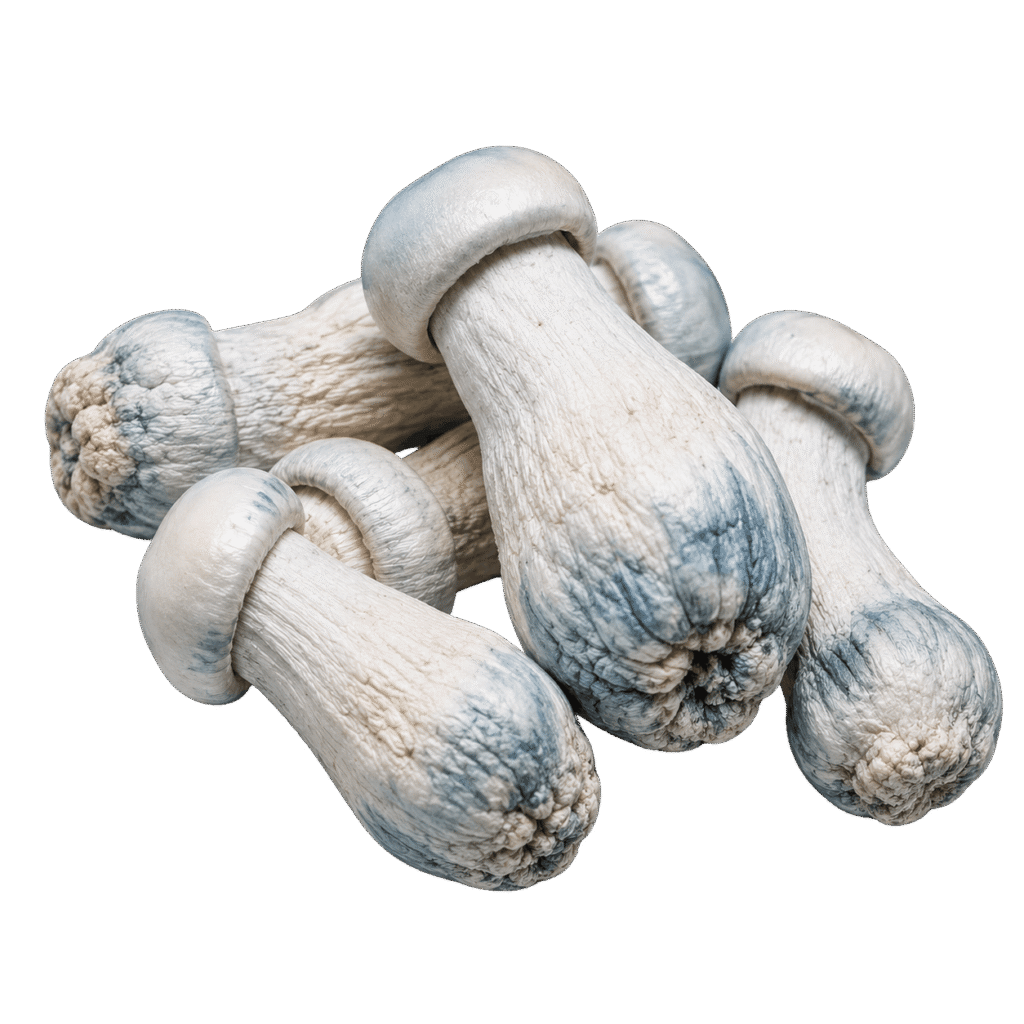 freeze dried albino penis envy mushroom