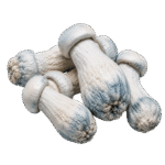 freeze dried albino penis envy mushroom