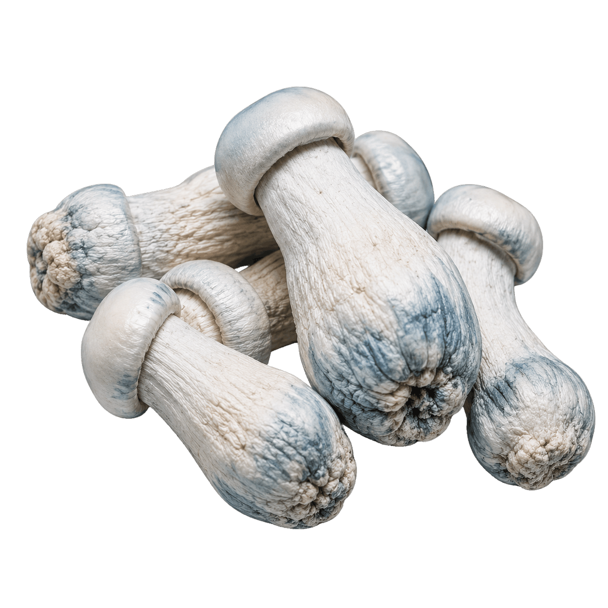 Pale Albino Penis Envy mushrooms with thick stems and blue caps
