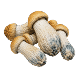 freeze dried aztec god magic mushroom
