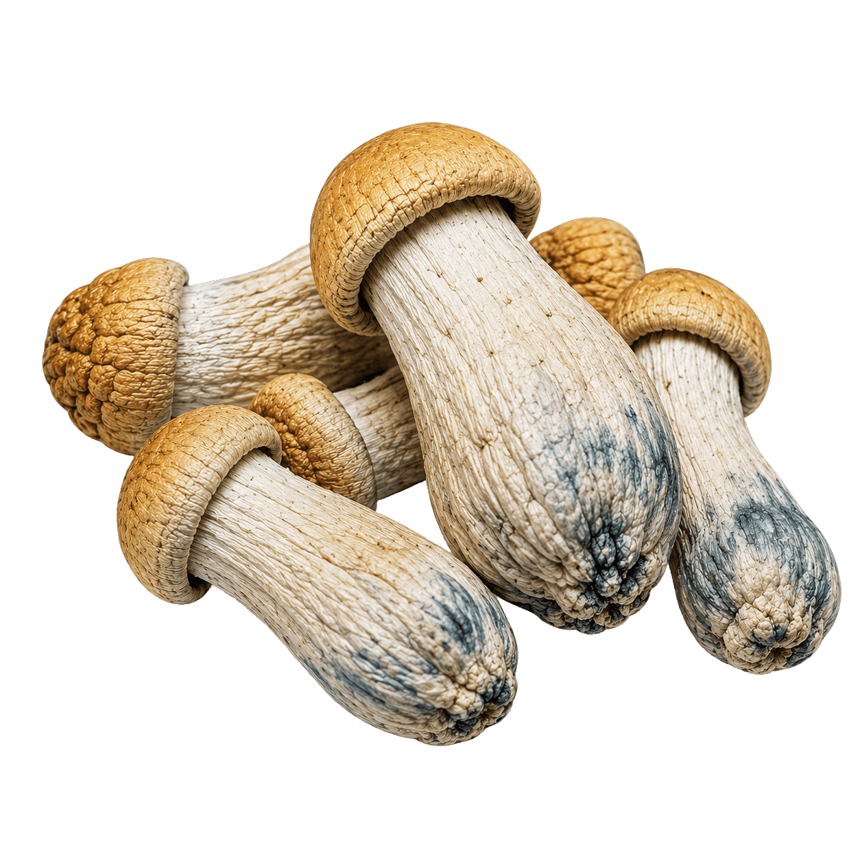Aztec God mushrooms with golden brown caps and pale stems