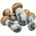 freeze dried code blue mushrooms
