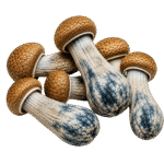 gold member mushroom