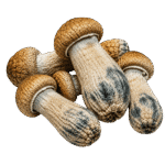 freeze dried malabar mushrooms