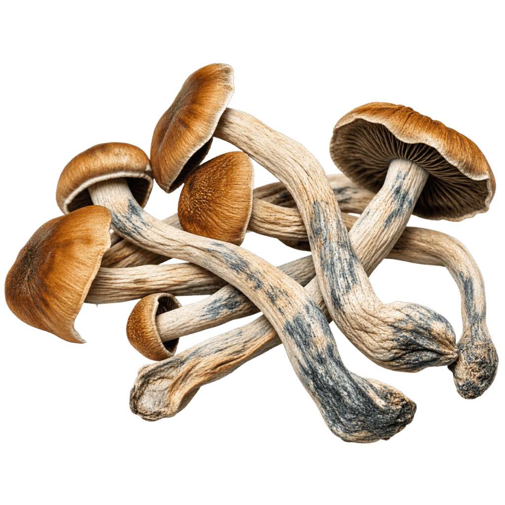 freeze dried mazatepec mushroom