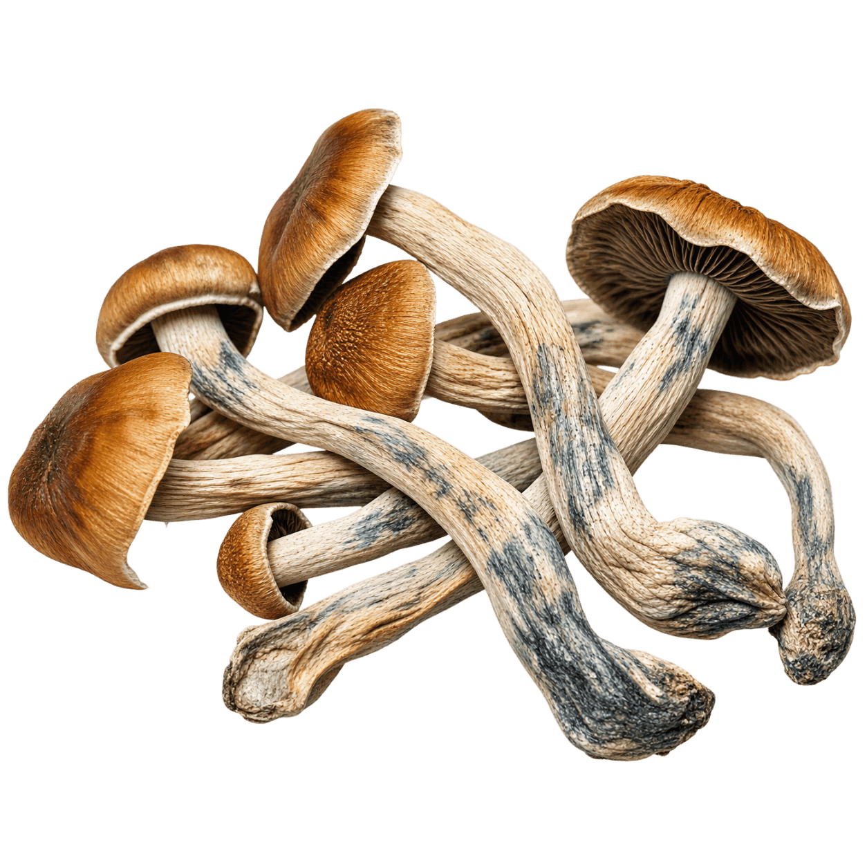 Mazatepec mushroom with caramel brown cap and pale stem