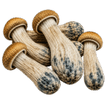 freeze dried mexican mushrooms