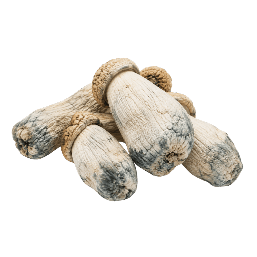 freeze dried peny envy mushroom