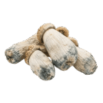 freeze dried peny envy mushroom