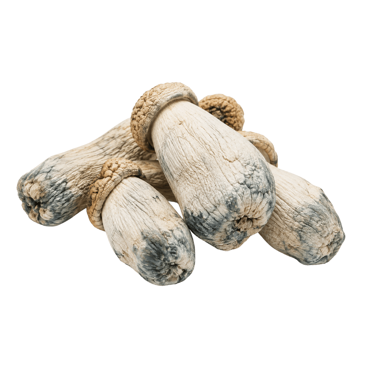 Close-up of Penis Envy mushroom