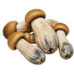freeze dried amazon strain