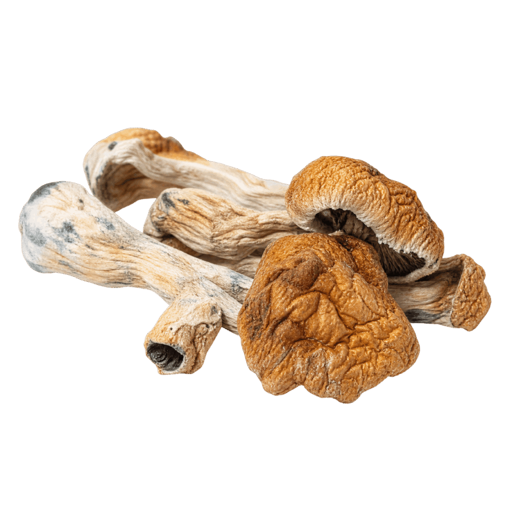 Golden teacher mushroom