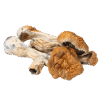 Golden teacher mushroom