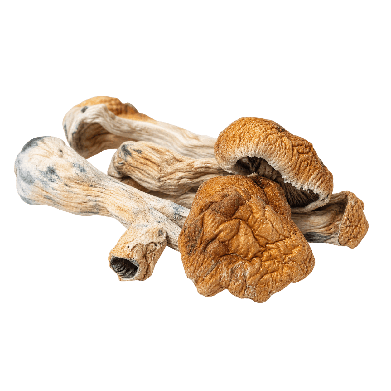 Freeze-dried Golden Teacher mushroom whole fruit