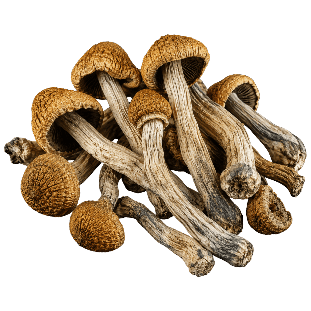 golden teacher mushroom