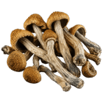 golden teacher mushroom