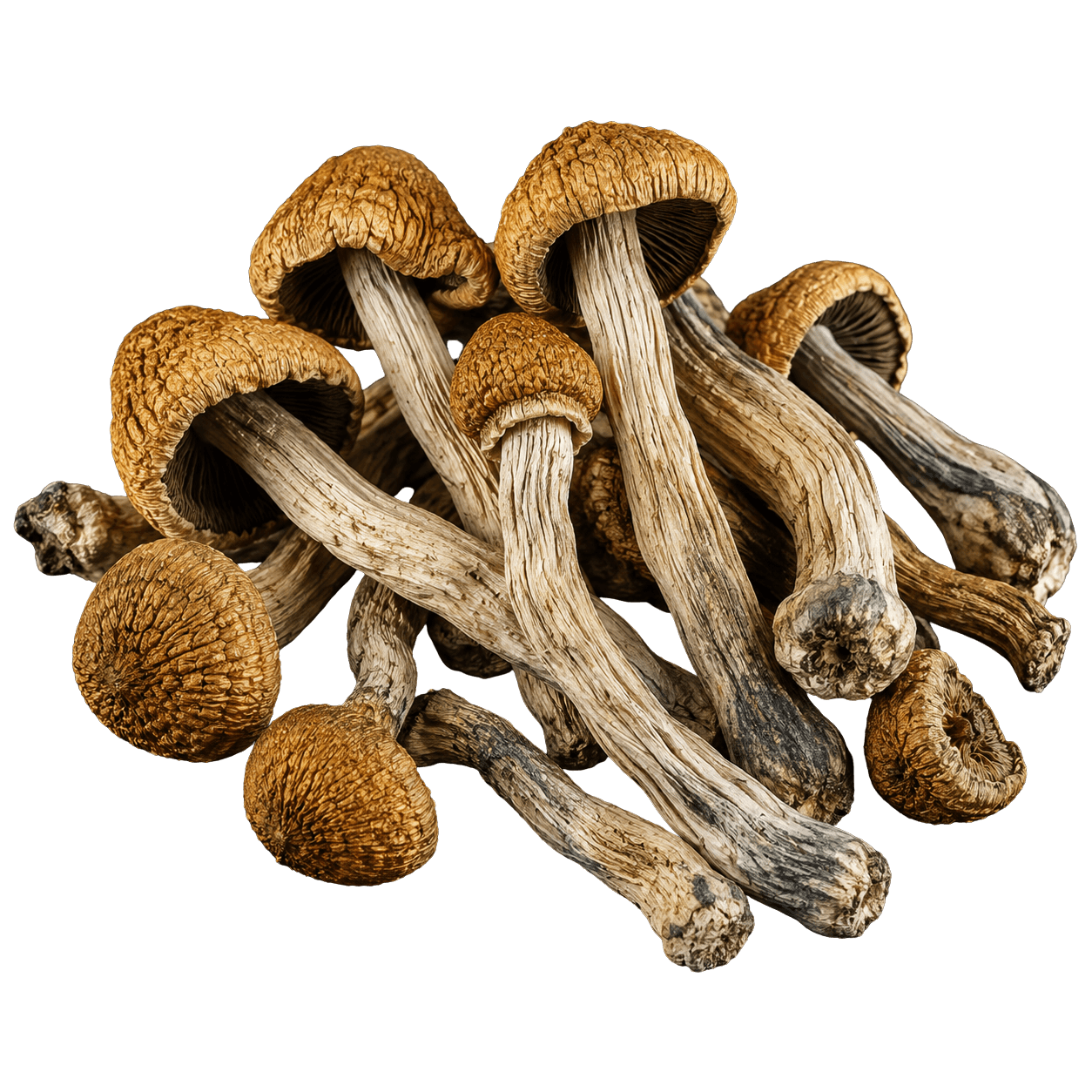 Dried Golden Teacher mushroom whole fruit