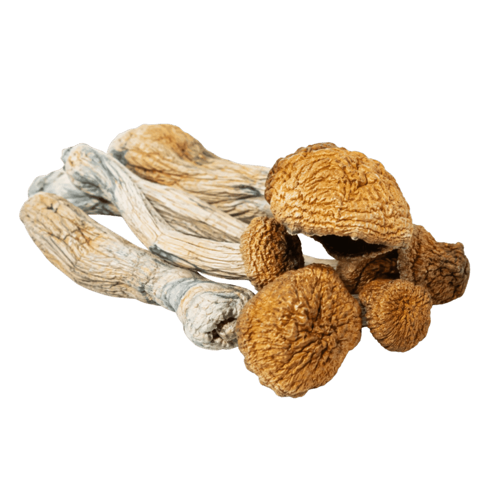 hillbilly mushroom