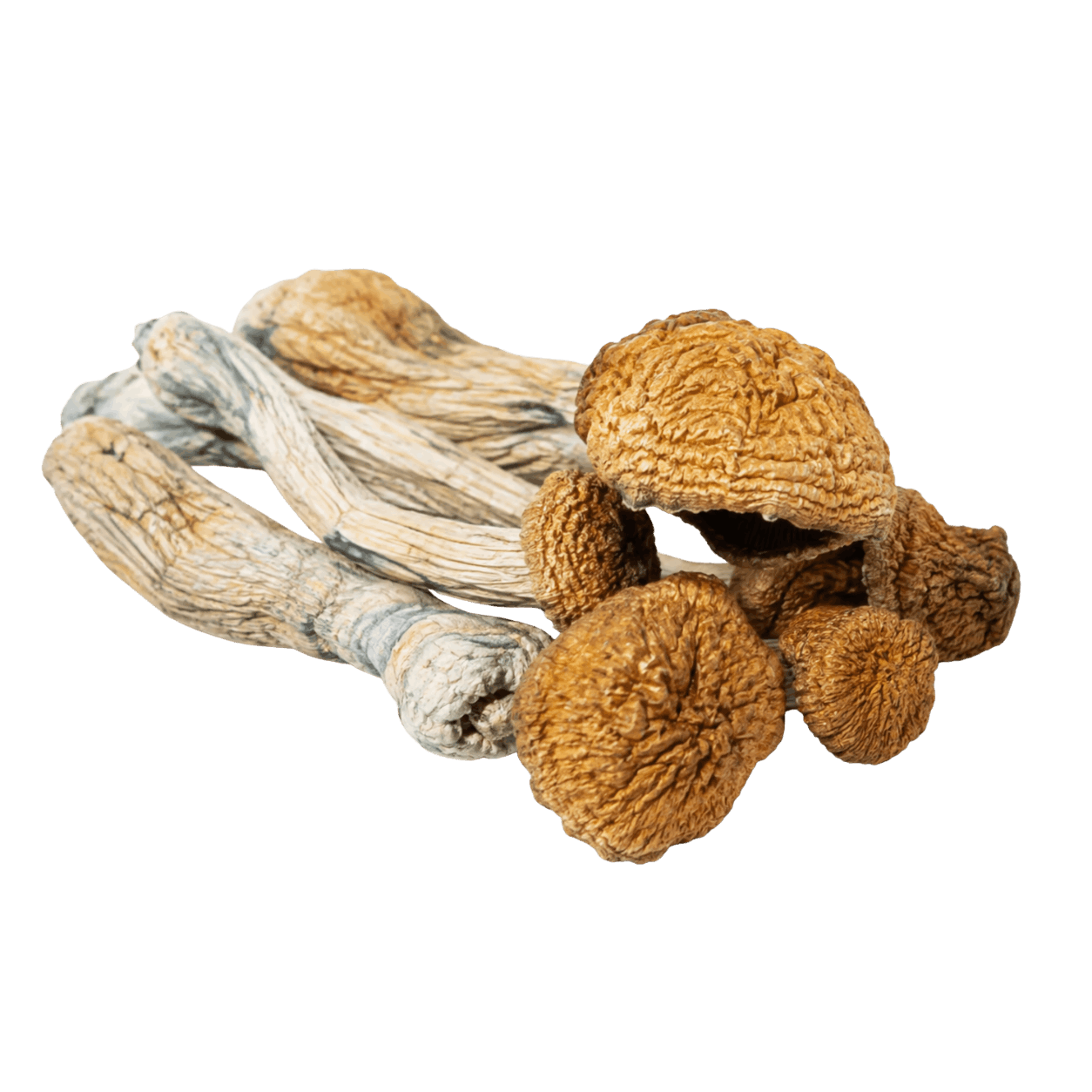 Freeze-dried Hillbilly mushroom whole fruit