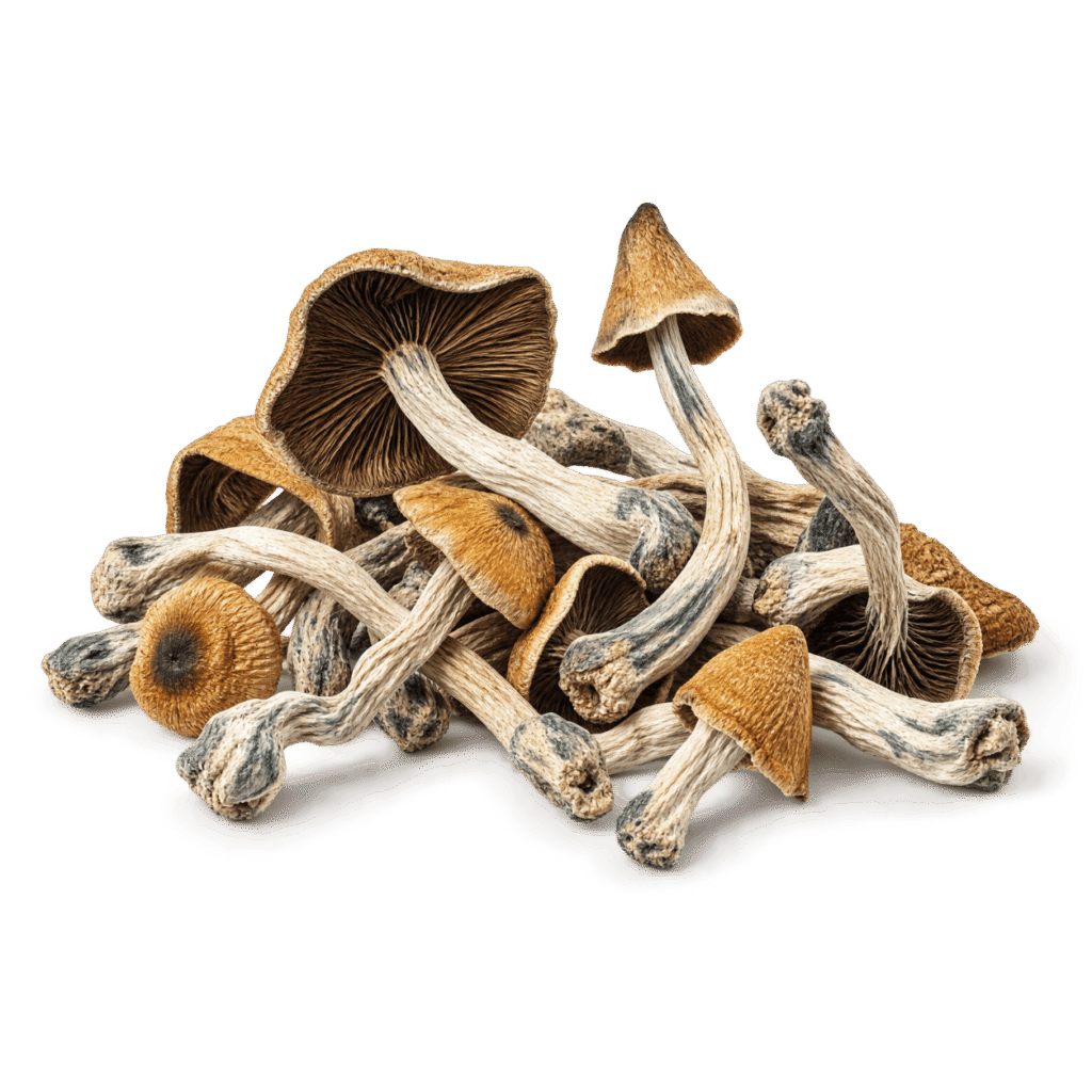 hillbilly mushroom