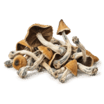 hillbilly mushroom