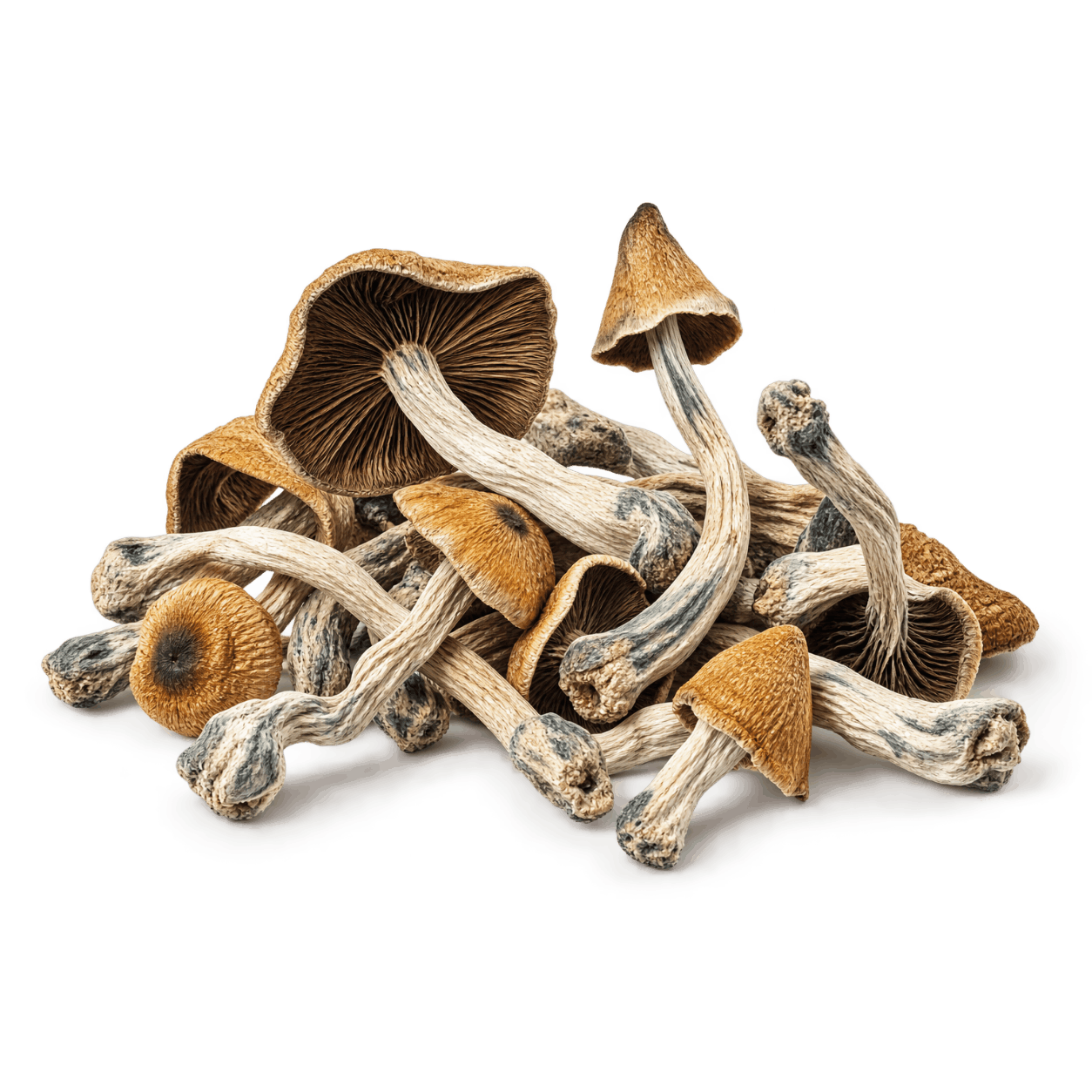 Close-up of dried Hillbilly mushrooms