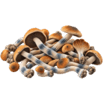 malabar mushroom