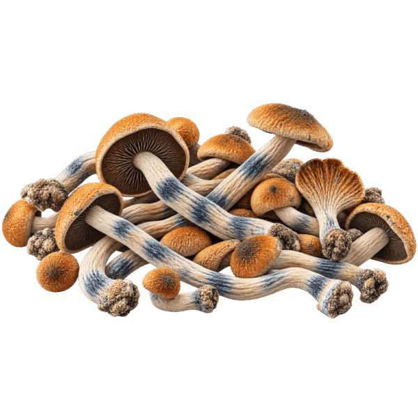 malabar mushroom