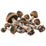 mazatepec mushroom