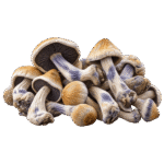 melmac mushroom