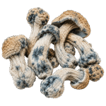 melmac penis envy mushroom