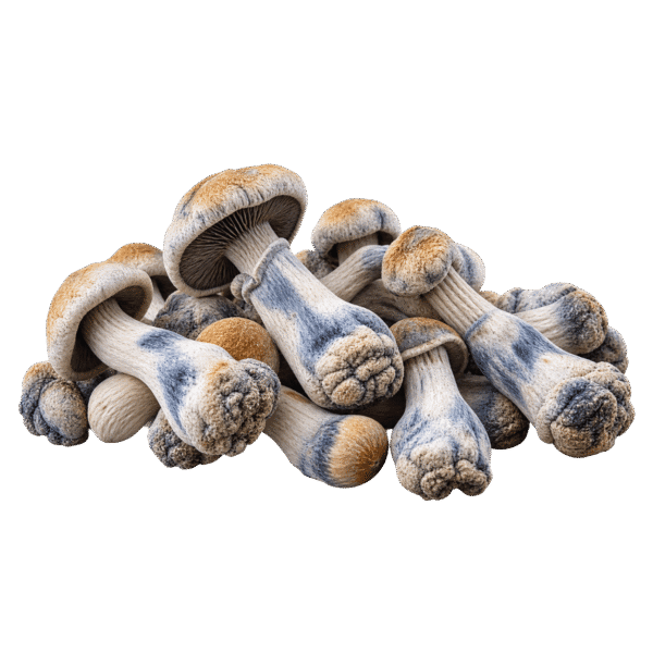 melmac penis envy mushroom