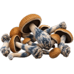 mexican mushrooms