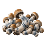 penis envy mushroom