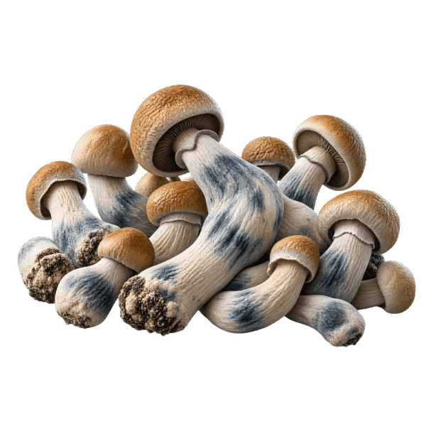 penis envy mushroom