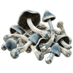 tat smurf mushroom