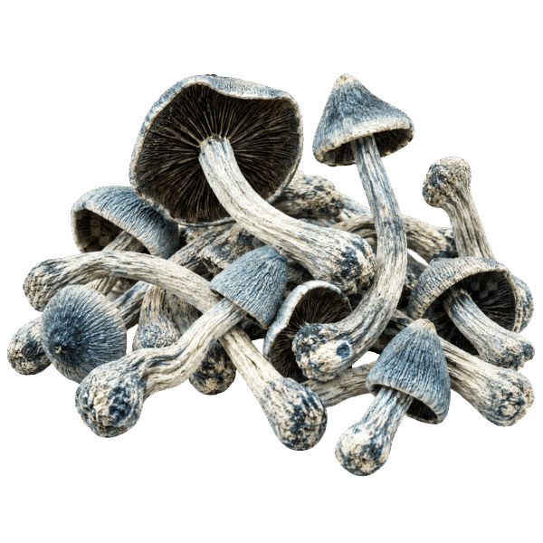 tat smurf mushroom