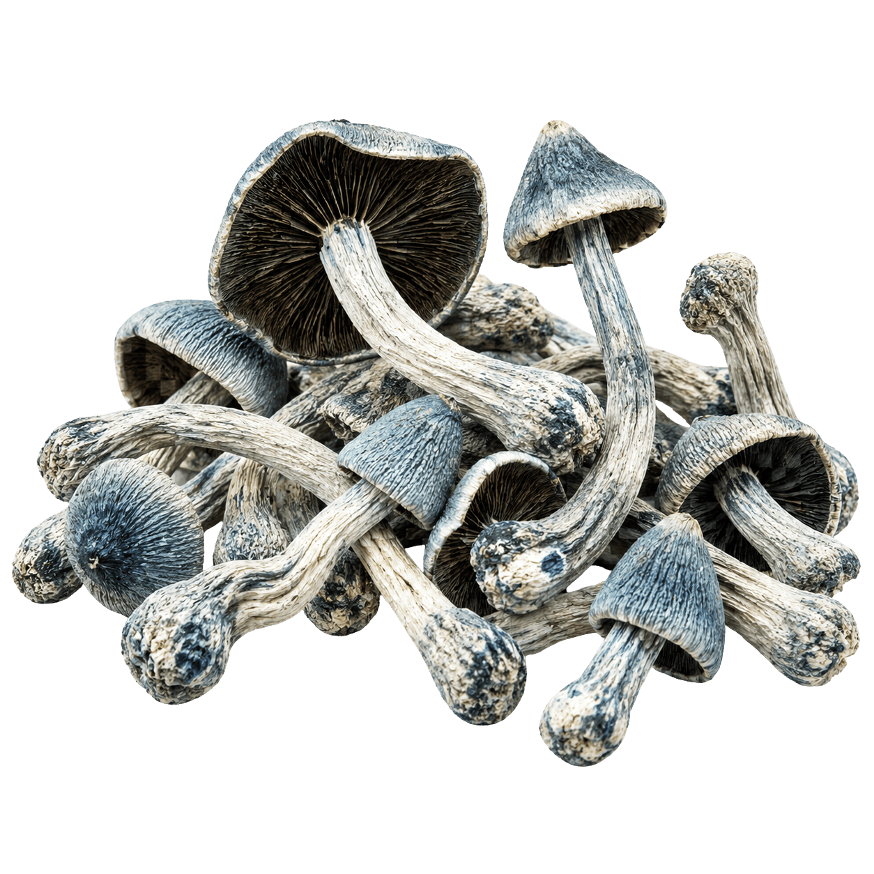 Close-up of traditionally dried TAT Smurf mushrooms